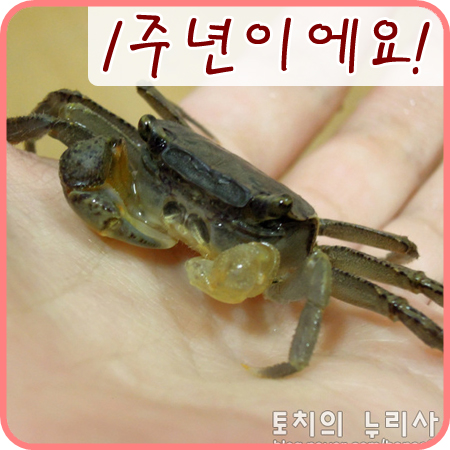  [도둑게] 어느덧 식구가 된지 1주년이 되었어요!!
