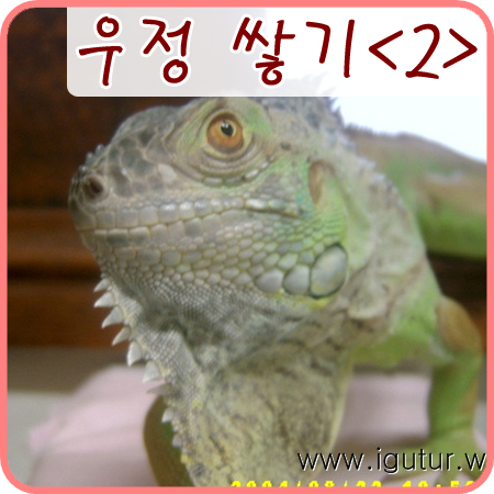  2004/09/05 이구아나와 우정 쌓기<2>