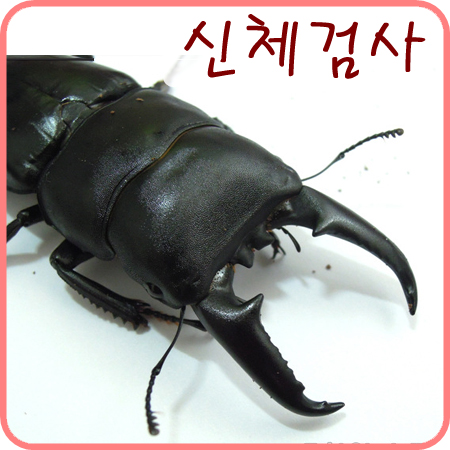  [넓적사슴벌레] 넓적이의 첫 신체검사