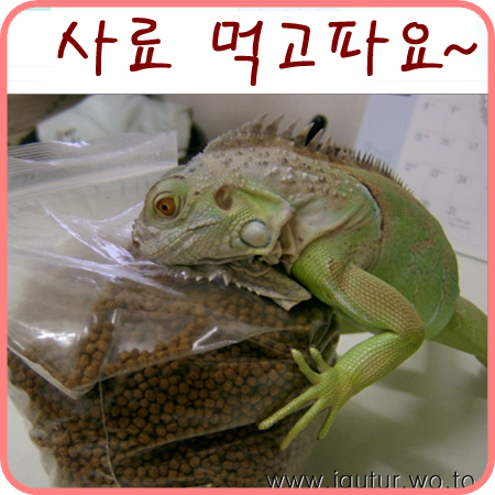  2004/08/12 그린이의 사료중독. 