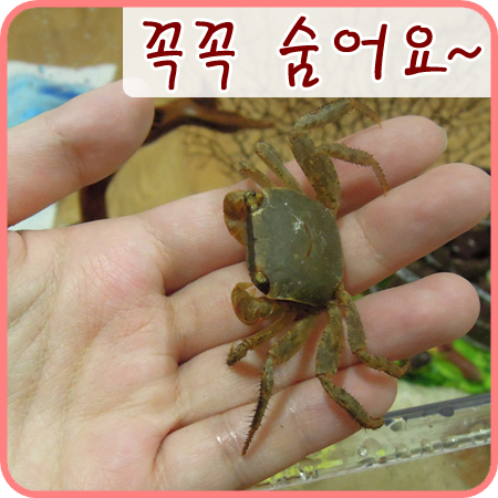  [도둑게] 간장이와 게장이 꼭꼭 숨어요