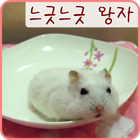  [햄스터] 느긋느긋 왕자씨