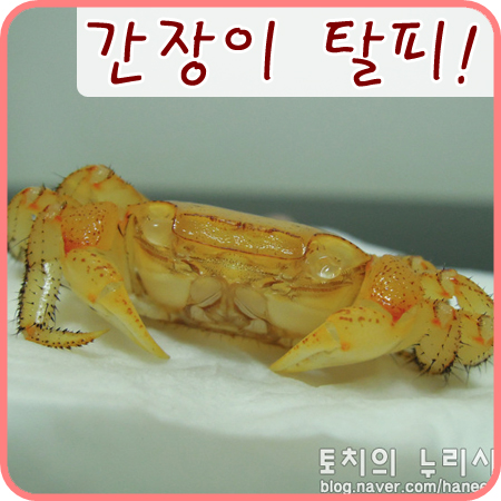  [도둑게] 탈피하고 왠지 어른스러워진 간장이!