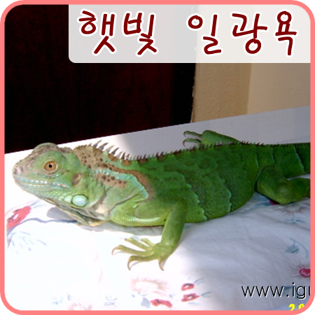 2004/07/22 옐로의 햇빛으로 일광욕하기.