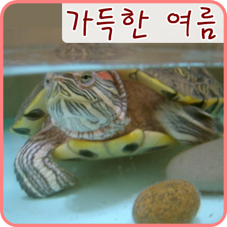  2006/03/30 레드의 가득한 여름