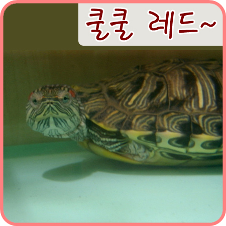  2006/02/22 쿨쿨 잠자는 레드