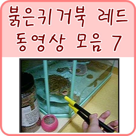  레드 동영상 모음 7
