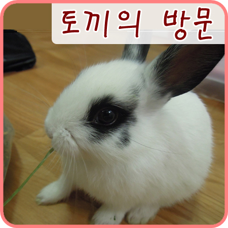  친구가 기르는 토끼 새끼가 놀러왔어요!