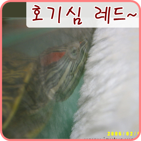  2006/02/04 레드는 뭐가 그렇게 신기하니?
