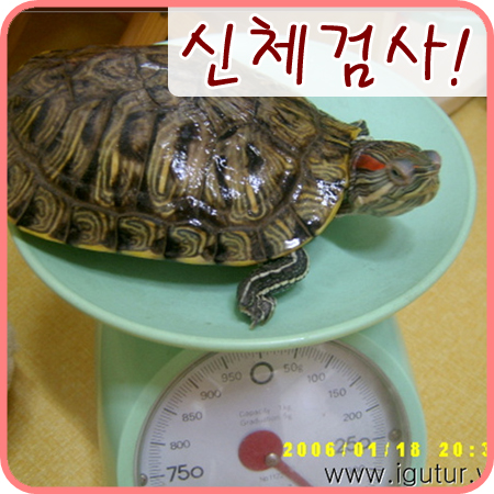  2006/01/23 레드의 신체검사