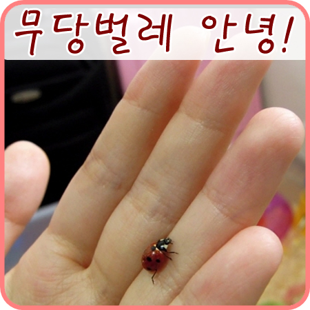  귀여운 무당벌레를 만났어요~