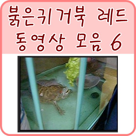  레드 동영상 모음 6