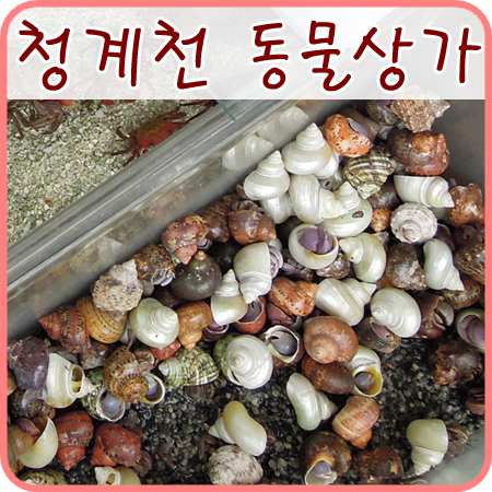  청계천 애완동물 거리 - 도둑게 들어왔어요!!