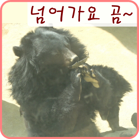  넘어간다 넘어간다 반달가슴곰