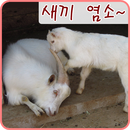  동물원의 염소가 새끼를 낳았더군요! 귀여워라~