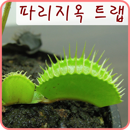  [식충식물] 파리지옥 트랩의 성장 과정