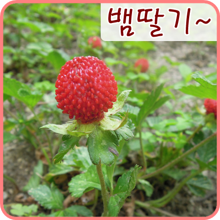  홍릉수목원 산책 - 뱀딸기가 동글동글!