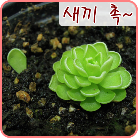  [식충식물] 벌레잡이제비꽃 에세리아나 새끼촉