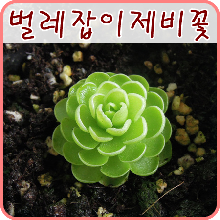  [식충식물] 벌레잡이제비꽃 에세리아나~