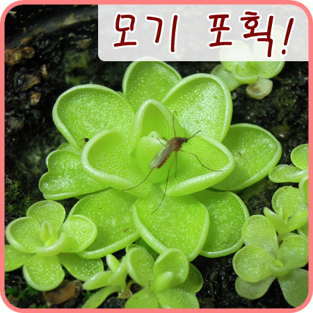  [식충식물] 벌레잡이제비꽃 에셀양, 모기를 잡다?