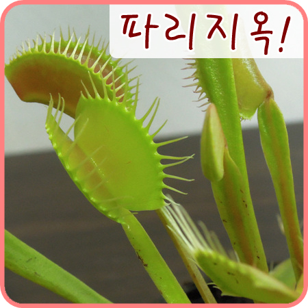  [식충식물] 파리지옥