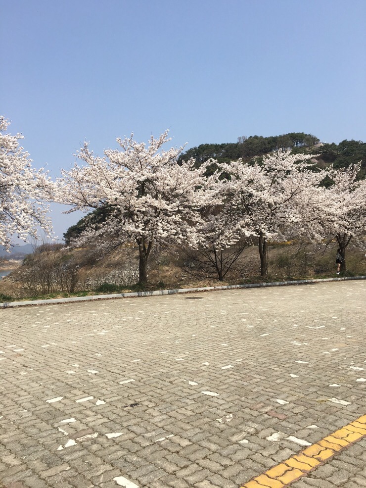 [리나의 소소한 일상]제천 청풍명월 벚꽃축제/벚꽃앤딩