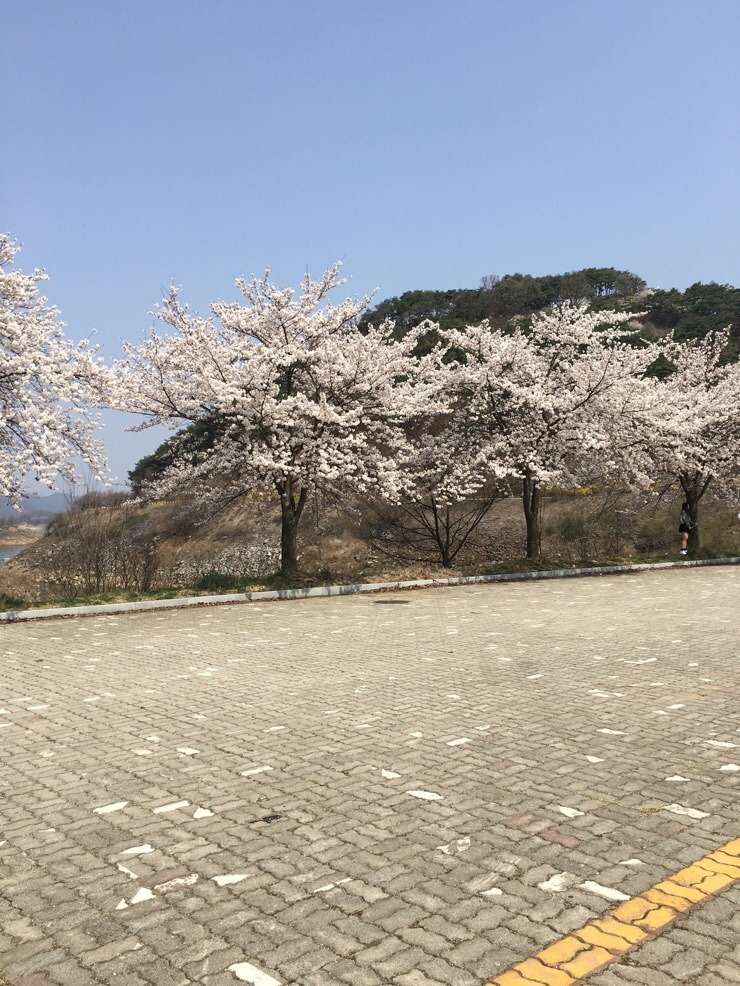  [리나의 소소한 일상]제천 청풍명월 벚꽃축제/벚꽃앤딩