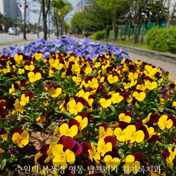 영통탑프라자,영통구청 수원 봄꽃 풍경입니다!