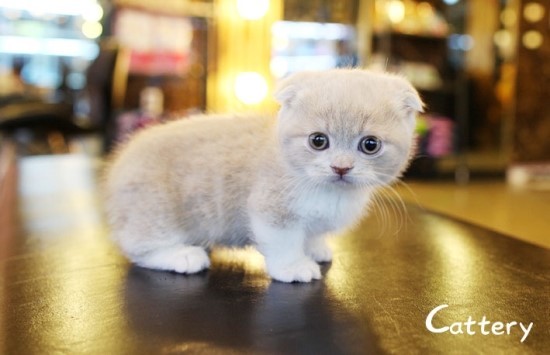 먼치킨고양이분양 가격 알아봤어요! : 네이버 블로그