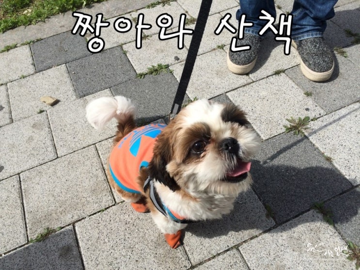  [반려견 키우기] 우리 시츄 짱아와 산책 ^ ^