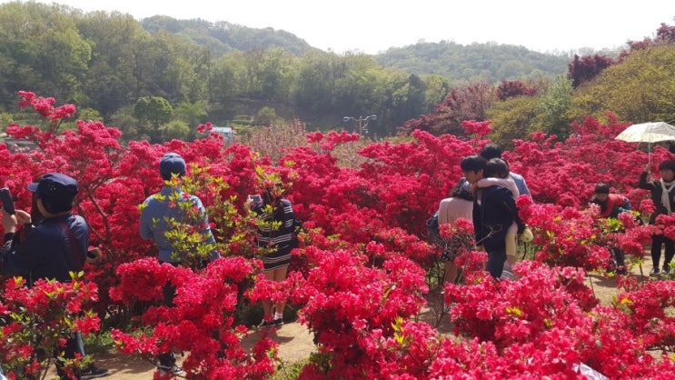  [문갓의 여행지] 여행일기(16.04.24) - 꽃이 한창인 이때! 전주 완산공원은 어때요?