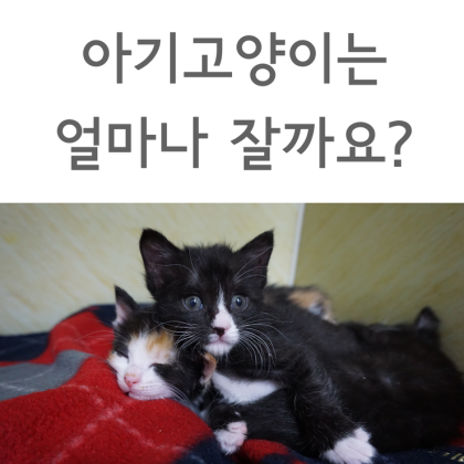 [아기고양이 수면시간] 아기고양이가 하루종일 잠만자요~ : 네이버 블로그