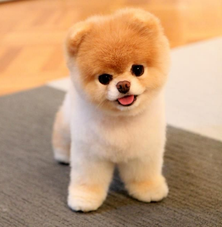 애완견품종] 소형견품종 종류와 특징은? : 네이버 블로그