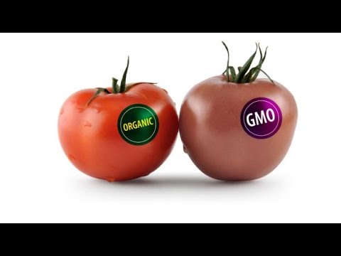  GM식품은 불필요할지 몰라도 GM 기술은 반드시 필요하다-GMO는 판도라의 상자인가⑮