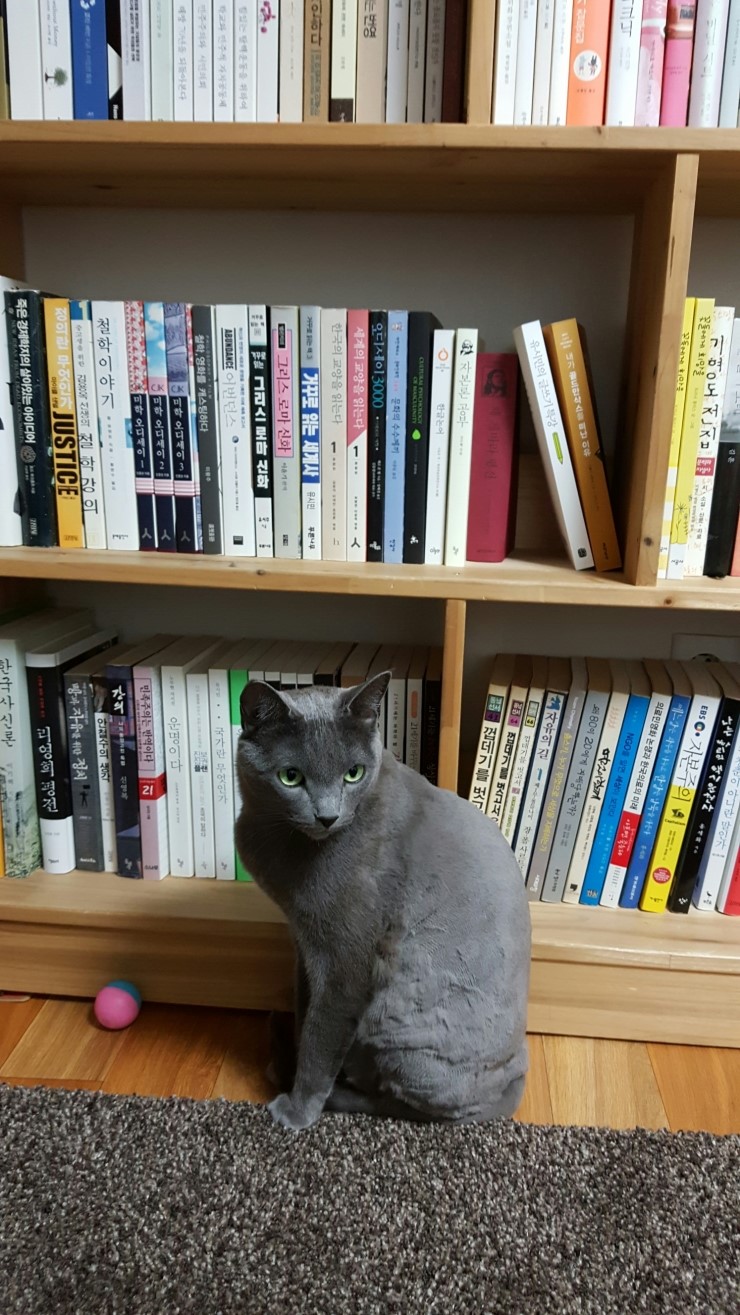  반려동물로 고양이 어때요?