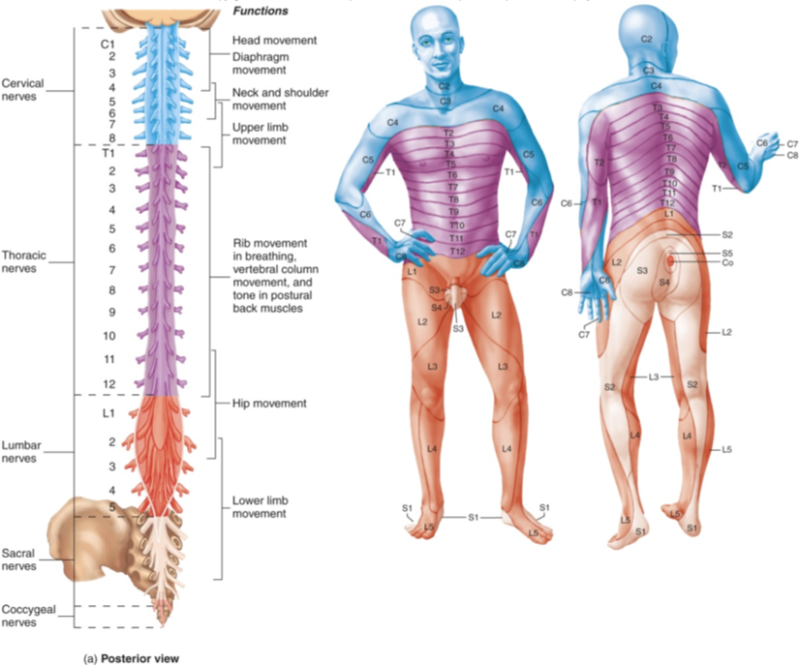 다리가 저리고 하지 방사통이 있으면 원인부터 조사해 주세요