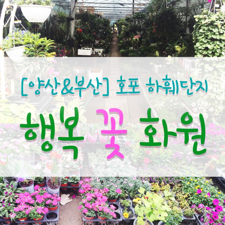 [양산&부산] 호포 화훼 단지 * 행복 꽃 화원 구입 후기