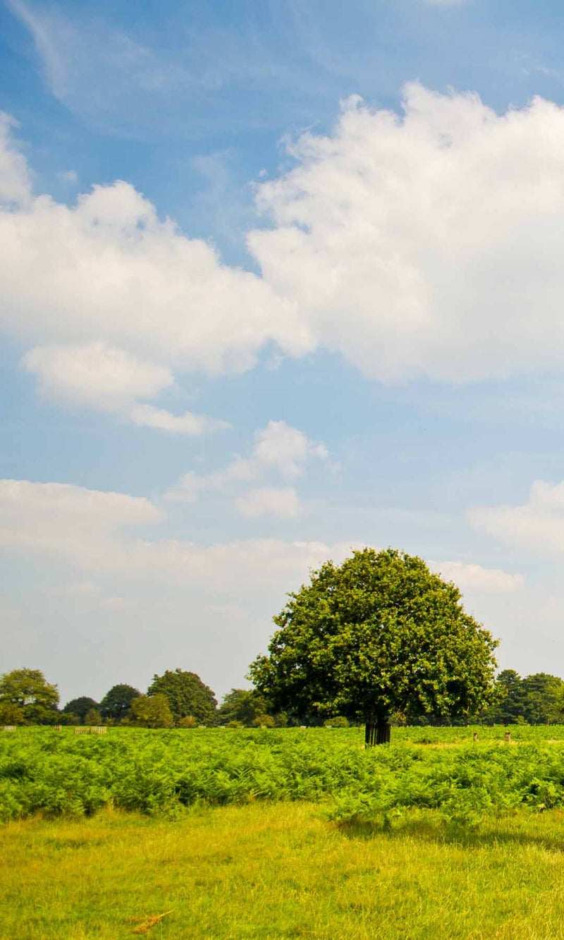 농장 아이폰 배경화면
