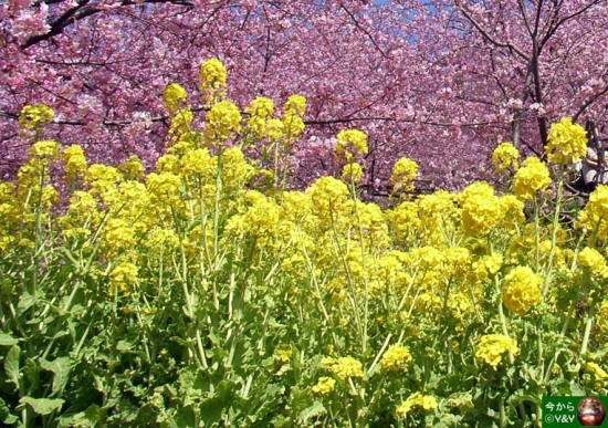 菜の花 유채꽃 네이버 블로그 菜の花 유채꽃 네이버 블로그