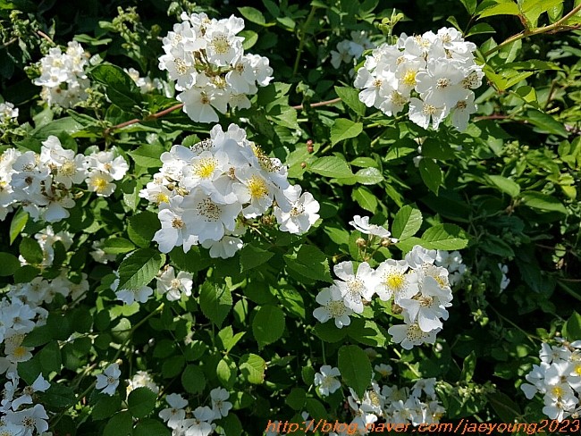  찔레꽃 꽃말을 아시나요?