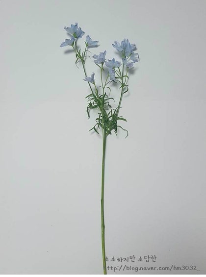 델피늄 벨라돈나 벨라모섬