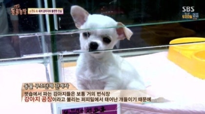 동물농장강아지공장다시보기!!!! : 네이버 블로그