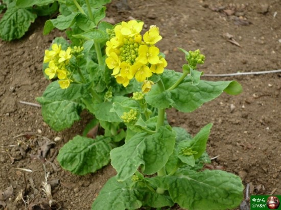 菜の花 유채꽃 네이버 블로그