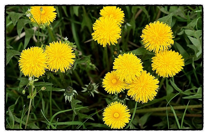 봄에 피는 들꽃 연대기 민들레 쇠뜨개 꽃말