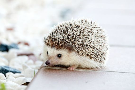 테마 일본어 동물 이름 포유류 動物の名前 どうぶつのなまえ 哺乳類 ほにゅうるい 네이버 블로그 테마 일본어 동물 이름 포유류 動物の名前 どうぶつのなまえ 哺乳類 ほにゅうるい 네이버 블로그