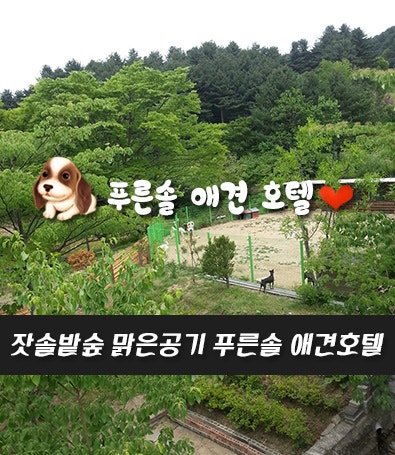 푸른솔애견호텔