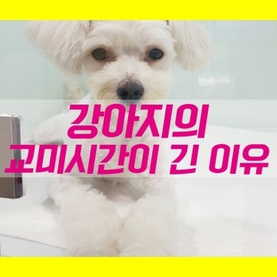 개의 교미 시간이 긴 이유는 무엇일까요 : 네이버 블로그