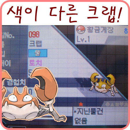  ㅋㅋㅋ 국제교배 알까기로 색이 다른 크랩이 나왔어요!