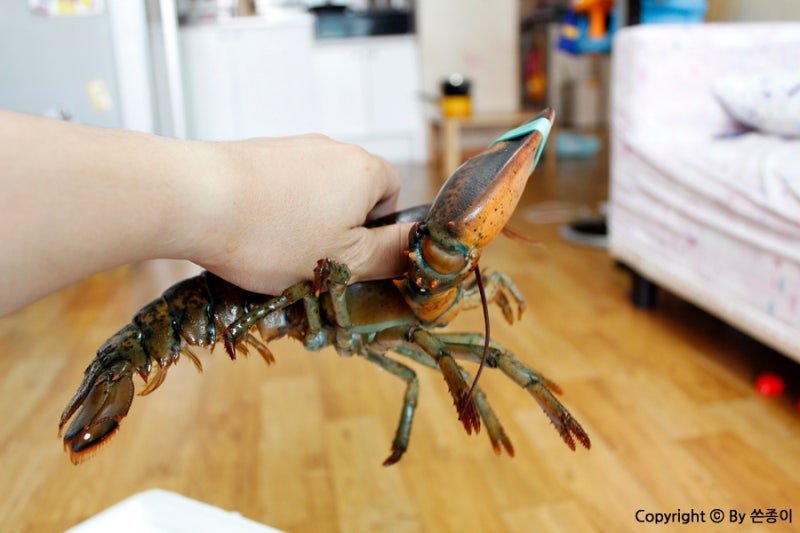 바닷가재 랍스타 찌는법 - 맛있는 요리법으로 즐기자 : 네이버 블로그