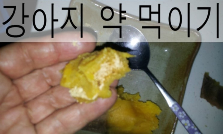  울 집 강아지 쉽게 약 먹이기
